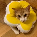 울디 동물병원 | 김포 구래동 쿨펫 동물병원에서 암컷 고양이 두마리 중성화수술 했어요🐱(김포 동물병원 | 고양이 중성화...