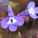 로벨리아(lobelia) 이미지