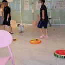 개맘대로 이미지