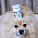 아뮤펫 | 동물병원 전용 강아지영양제 고양이 영양제 신부전 영양제 [뉴키토펫]