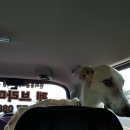 개 친절 펫택시 이미지