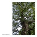 녹나무(가고시마) 이미지