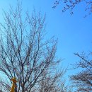 갈산공원 테니스장 | 양평 갈산공원 벚꽃 명소 벚꽃이 아니어도 경치가 죽이는 양평 오면 꼭 가봐야 할 곳