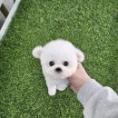 강아지분양 애견입양 아이러브독 인천점 이미지