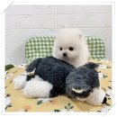 광주강아지분양 애견분양 마마스미독 광주점 이미지