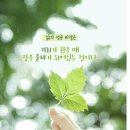 마루아라 이미지