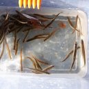 양오낚시터 이미지