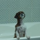 [림스애견훈련소] 배변훈련 중인 소형견 쉬즈 노랑이 목욕했어요 ! 이미지