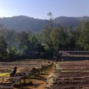 예가체프 이미지