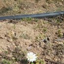 흰민들레농장 이미지