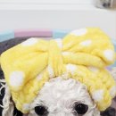 이든펫스파 이미지