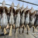 생아구랑 대구랑 이미지