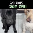 오리와 수탉의 양육권 다툼 이미지