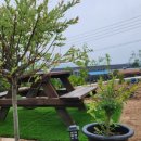 풀꽃마중 이미지