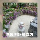 포동마을 | [헤이리 단dog 하우스/포동 멍래블]파주 강아지 단독 운동장 대여 후기 대만족 후기