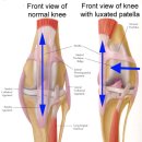 천안모아동물병원 이미지