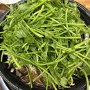 강남로(정상동) | 안동 등촌샤브칼국수 샤브정식에 볶음밥으로 마무리