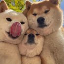 슬비식당 | 슬기로운 임신 생활