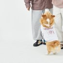 새내기st 강아지 맨투맨 추천 퍼피갤러리 아틀란타 맨투맨 웰시코기 착용 후기