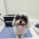 사랑스럽개 반려동물미용 이미지