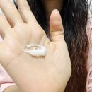 샤이니헤어 - 파주시 시청로 251 | 미용실에센스 찾는다면? 전문가용 헤어오일추천! 리브인 밀크 & 샤이니 세럼 후기💛