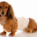 캐비어동물병원 이미지