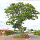 팽나무 민박 | [제주 밭담길3_성산읍] 난산리 난미 밭담길&amp;신풍리 어멍아방밭담길