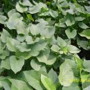 자미농장 이미지