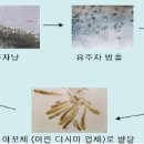 Ⅴ. 수산 양식 - 6. 주요 종의 양식 방법