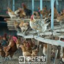 영락농장 이미지