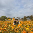 10월 16일 금요일 하늘공원 노을공원 행주산성 가을마중 라이딩 모습 번짱 대들보 총무 바다님 후미 단청님. 4부. 이미지