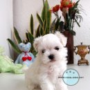 퍼피클럽 이미지