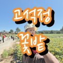 승일분식 | 철원 고석정 꽃밭 축제 가격,입장료, 꽃종류, 주말,주차,아이랑 다녀옴