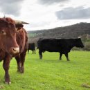 대신축산 이미지