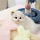 수원고양이분양 고사남 본점 이미지