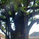 은행농장(염소) 이미지