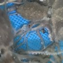 목포산낙지 이미지