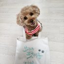 보리네펫미용 이미지