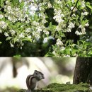 6개월만 허락된 제주 "비밀의 숲" 탐방 이미지