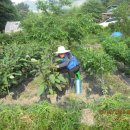 백마 농장2 이미지