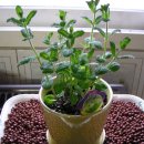 애플민트 이미지