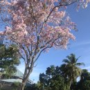 The poui trees are blooming 이미지