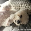 율곡동물병원 이미지