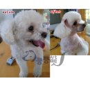 김포애견클럽 이미지