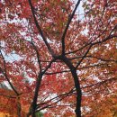 영은사 범일국사진영 | 아름다운 내장산 단풍