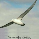 알바트로스 Daum카페