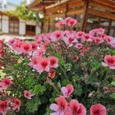 금새결혼정보 이미지