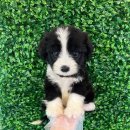 수원-0002 이미지