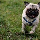 봄사랑동물병원 이미지