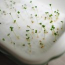 새싹 보고 반했다, 다이소 바질 루꼴라 대성공 후기!